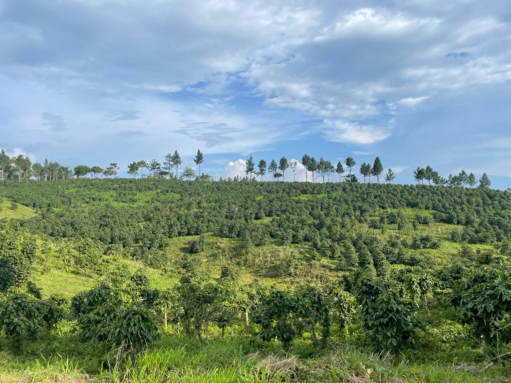 Sultan Kudarat Arabica – Wild. Mysterious. Unmistakably Filipino - Image 3