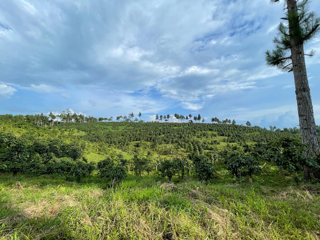 Sultan Kudarat Arabica – Wild. Mysterious. Unmistakably Filipino - Image 4