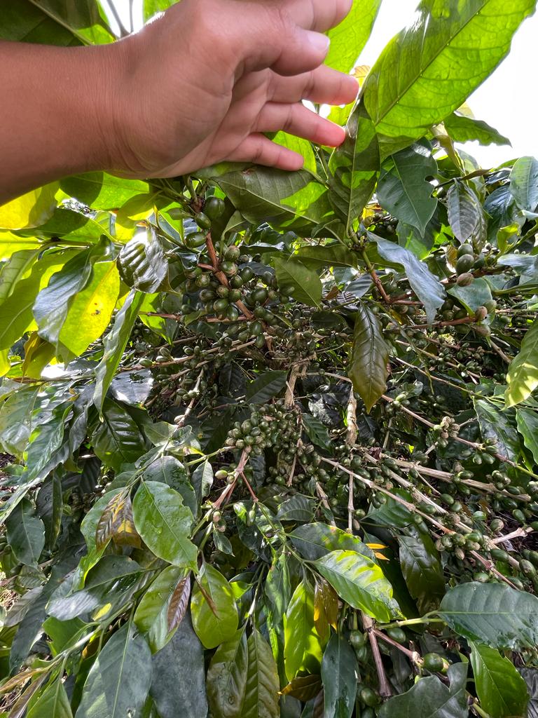 Sultan Kudarat Arabica – Wild. Mysterious. Unmistakably Filipino - Image 2